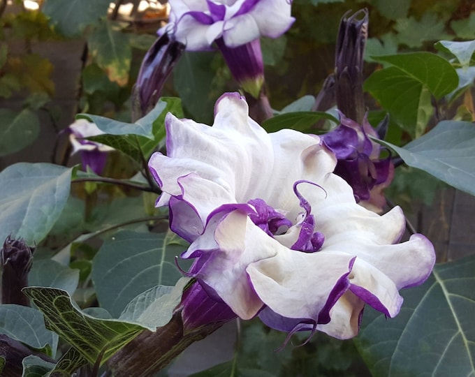 Blackcurrant Swirl Datura devil Trumpet Seeds - Etsy