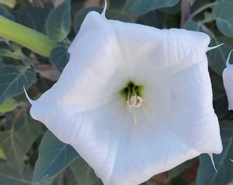 Datura Innoxia, White Datura - 5 seeds