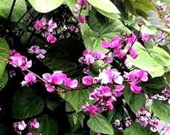 ヒヤシンス豆、紫豆、5粒
