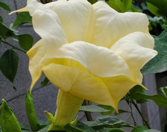 Datura Metel 'Chlorantha', Ballerina Yellow - 5 seeds