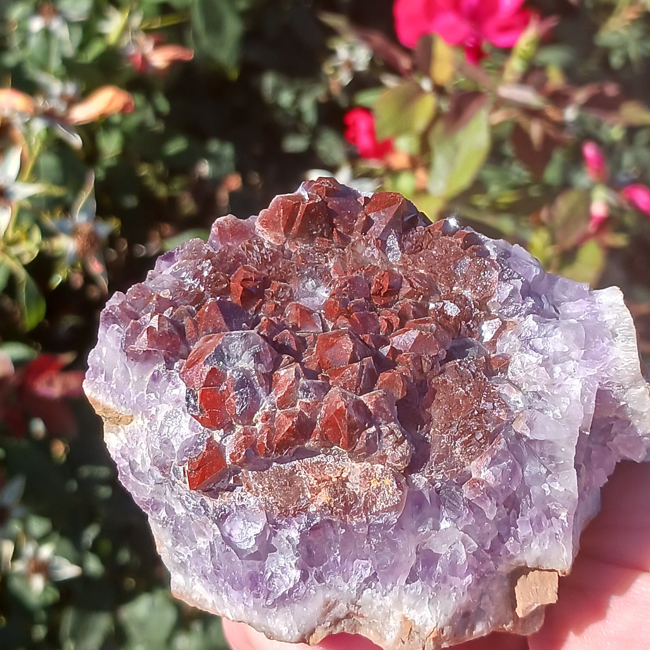 Very Rare Deep Red Amethyst Crystal. Hematite Inclusions Give This Its ...