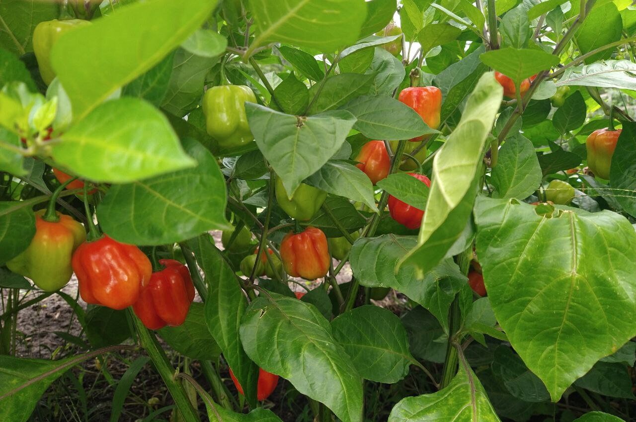 Venezuelan Aji Dulce Seeds sweet Peppers Venezuelan National Pepper