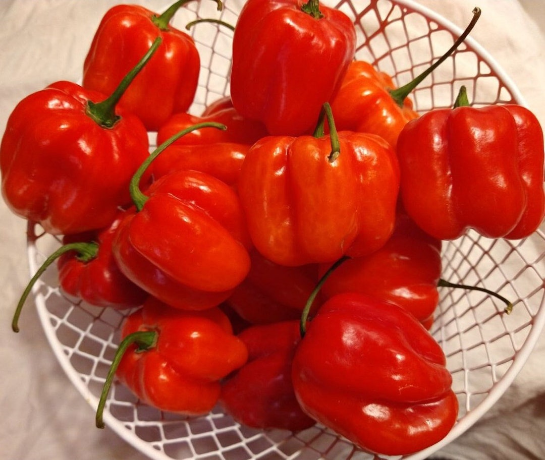 Venezuelan Aji Dulce Seeds sweet Peppers Venezuelan National Pepper