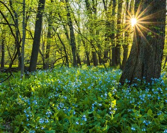 Bluebell Wildflower Print: Woodland Spring Decor