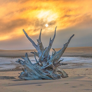 May include: A weathered, bleached driftwood tree trunk stands in a sandy desert landscape. The sun shines brightly through a hazy, orange sky.