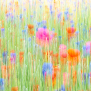 Abstract Poppy Field
