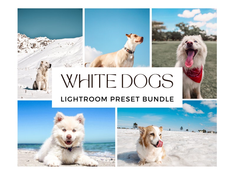 10 WHITE DOGS & SNOW Lightroom Presets Pet Photo Editing Best Pet