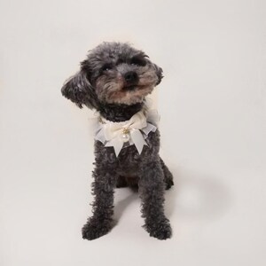 May include: A small gray poodle wearing a white lace collar with a pearl and gold accent.