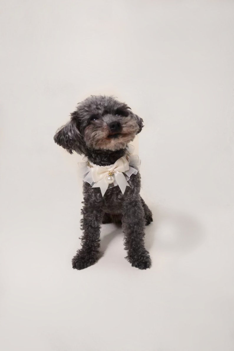 May include: A small gray poodle wearing a white lace collar with a pearl and gold accent.