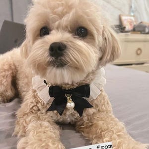 Pearl Bowtie Pet Collar | Adjustable Cat, Dog Scarf | Thanksgiving gift for Pet image 2