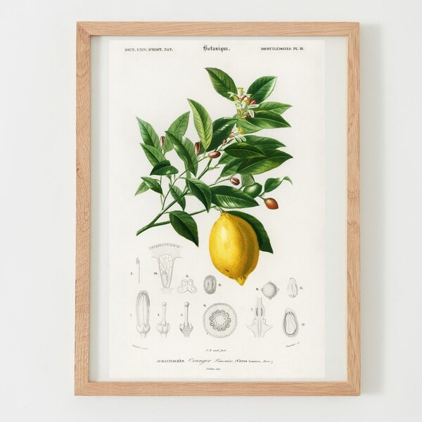 Botanical Poster Lemon and Lemon Yellow - Botany and Naturalism - Illustration and Vintage Poster