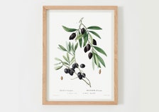 Affiche botanique Olivier et Olives - Illustration et Poster vintage