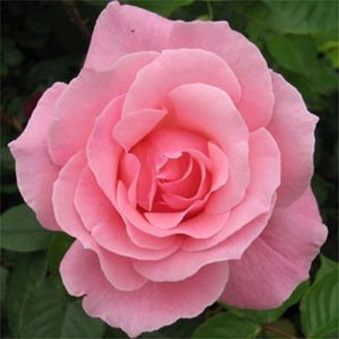 Queen Elizabeth Rose Bush 1 Gallon Etsy