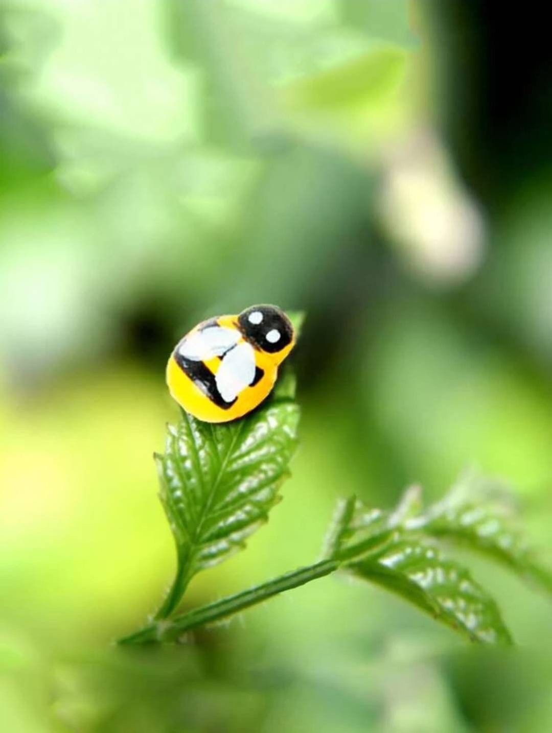 Picocosmxiruo Set Of 6 Magnetic Plant Safe Glow In The Dark Buggy Eyes Bee Eyes Pins For Leafy Indoor Plants Plant Accessories Plant Pet Plant Critters Fai
