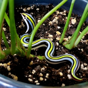 Cute Snake plant accessories decoration. Plant Critter  buddy. Glass snake. Snake figure. Fake Garter Snake. Fairy Garden Figurines