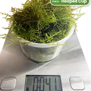 May include: A clear plastic container filled with vibrant green Java moss resting on a digital scale. The scale display shows a weight of 04.1 oz. A green label in the corner reads 4.1oz THICK - Heaped Cup and Java Moss - Shrimp Safe.