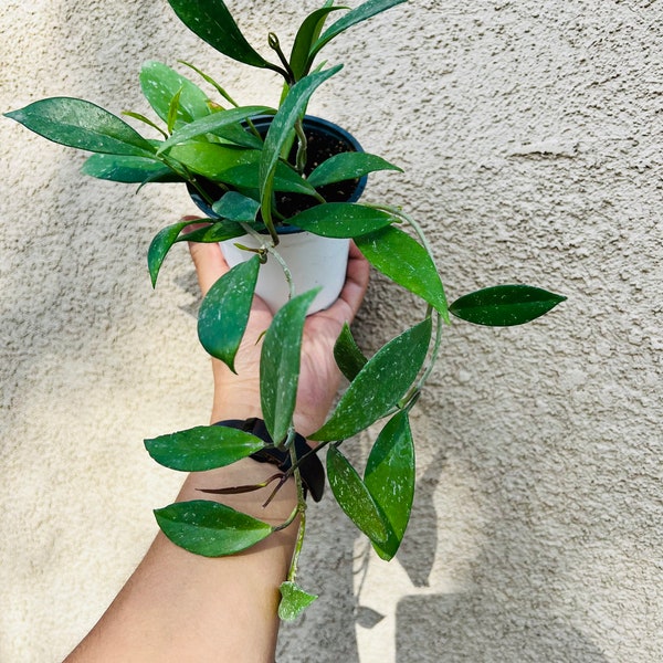 Speckled Hoya in 4” Growers Pot (Hoya Pubicalyx Splash)