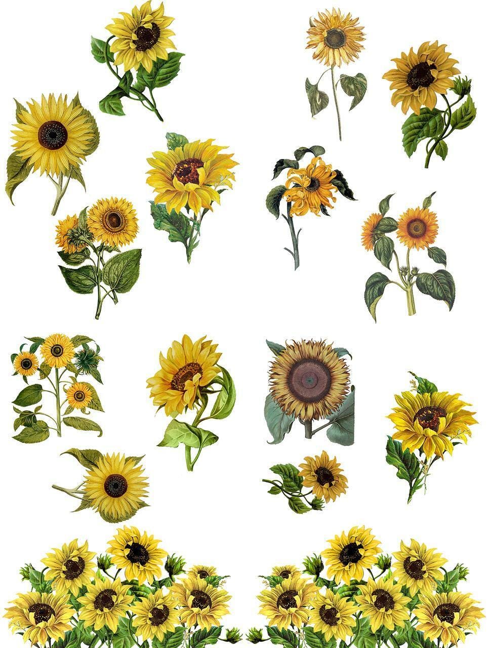 SUNFLOWERS | Transfer for Furniture | Retired | Dixie Belle Paint | 24"x38" divided into 4 sheets | lots of different sunflower designs