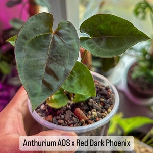 整理特価　アンスリウムレッドスパイダー　anthurium redspider アンスリウム レッドスパイダー Anthurium red spider【アロイド