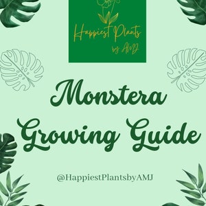 May include: A green and white graphic with the text "Happiest Plants by AMJ" and the text "Monstera Growing Guide" with the text "@HappiestPlantsbyAMJ" below. The graphic is surrounded by green monstera leaves.