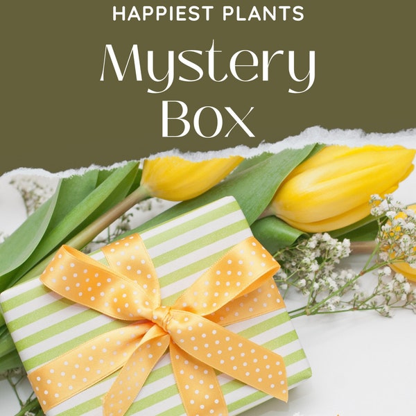 Mystery Box - Fresh Indoor Plant Cuttings Every week