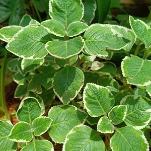 May include: Close-up of a green plant with broad, textured leaves. Each leaf has a creamy white border, creating a striking contrast. The plant's leaves are arranged in a dense, overlapping pattern, showcasing its vibrant color and texture.