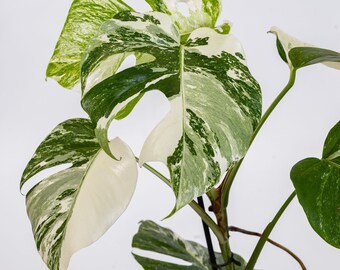 アンスリウム キングオブスペード× レッドダークフェニックス【❷RVDP寄り】 アンスリウム キングオブスペード× レッドダークフェニックス