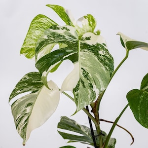 Monstera Albo Variegata - Stekken | Zeldzame Monstera | Bonte Monstera | Zeldzame kamerplanten | Plantencadeau | Halve Maan | Tropische plant