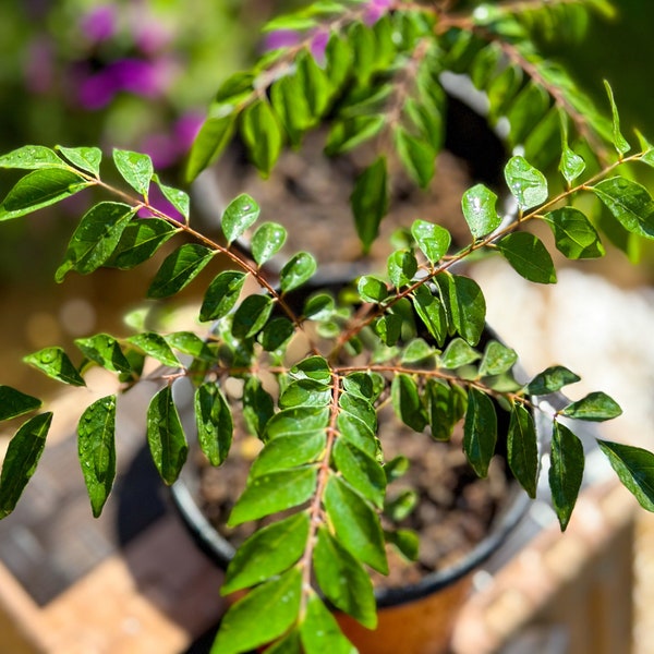 Gamthi Variety - CURRY LEAF Plant, Light Pink Strands, Indian Gamthi, Murraya Koenigii , Edible Plants, Bergera Koenigii, Kadi patta