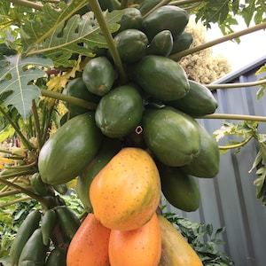 May include: A bunch of green papaya fruit growing on a papaya tree. The fruit is still unripe and has a smooth, green skin. Some of the fruit is starting to turn yellow, indicating that it is ripening.