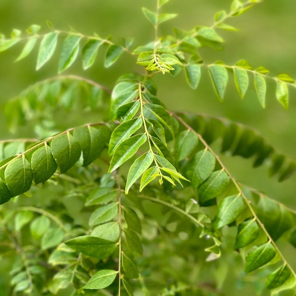 Suhasini Curry Leaf Plant - Buy exact plant from pictures