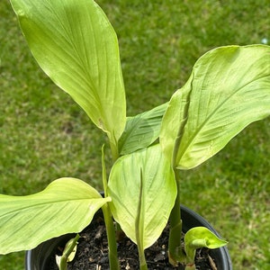 Pode incluir: Uma planta em vaso com várias folhas verdes crescendo do solo. A planta está em um vaso de plástico preto.