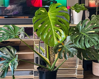 極上 モンステラ ホワイトスノー 斑入りモンステラ ホワイトスノー | 6インチ鉢植え - Etsy 日本