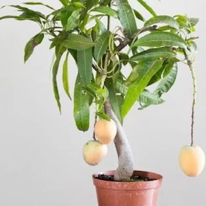 Bonsai Mango Tree - Dwarf | Fruiting Mango Bonsai Tree | Live Plant | Tropical Fruit Tree to Grow Indoors | Perfect Mothers Day Gift