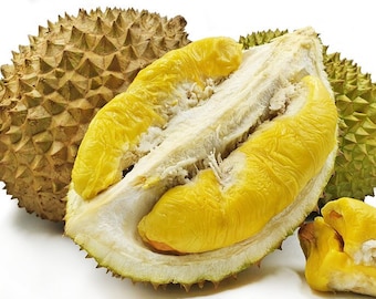 Musang King Durian Planta Viva / Árbol Tropical / Mejor Regalo de Navidad / Árbol Durian Fresco, Durio zibethinus Durian Monthong Musang King bawor