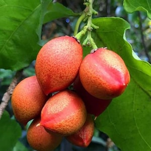 May include: A cluster of red and orange fruits with a textured surface, hanging from a green leafy branch.