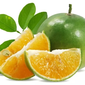 Puede incluir: Una naranja verde entera y cuatro rodajas de naranja con piel verde. Las rodajas de naranja están dispuestas en semicírculo con la naranja entera en el centro.