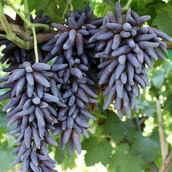RARE 'W1tch F1nger' or 'TEAR DR0P' Rooted Grape Live Plant, Premium/Luxury Grape Plant - Grape Vine