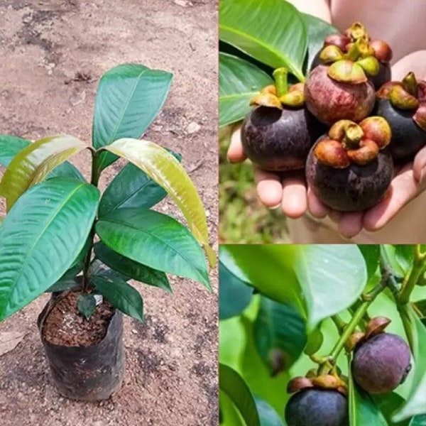 Live Mangosteen Tree Sapling - Delivery from March onwards | Tropical Fruit Tree | UK Seller | Min 20cm - 30cm