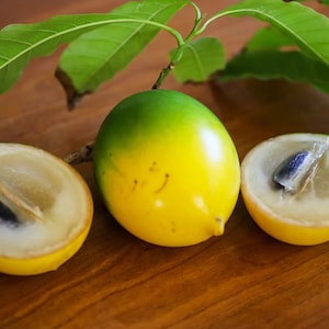 Abiu Obstbaum | Pouteria Caimito | Goldener Sternapfel | UK Verkäufer | Lebender Obstbaum