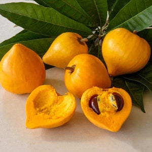 Egg Fruit | Canistel | Amarillo | Yellow Sapote | Sapote Borracho | Zapote | Fruit Tree | UK Seller