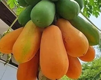 Best Papaya Tree Variety to grow at home | Kerala Papaya Plant | Fruit Tree | UK Seller | Queen of Papaya