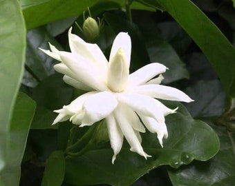 Raro Udippi Malli / Uduppi Mulla / Jazmín más fragante / Planta de jazmín / Vendedor del Reino Unido / Jazmín nupcial / Mogra nupcial / Malli nupcial