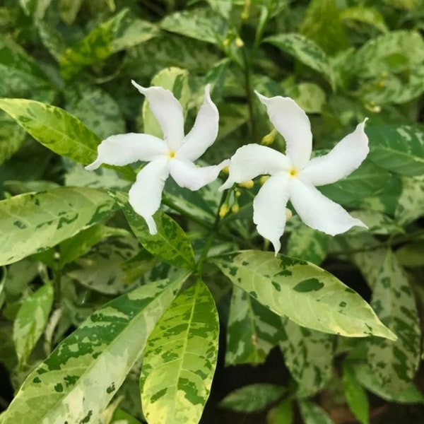 Extremely Rare Variegated Crepe Jasmine Plant | UK Seller | Organically Grown | Pre-order for Spring Delivery