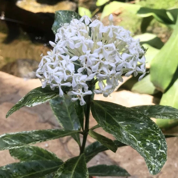 Ixora Parviflora variegated