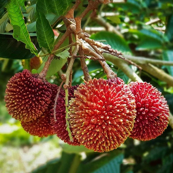 Pulasan Live Tree | Nephelium Mutabile | Rare Tree | Similar to Lychee/ Rambutan