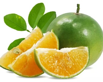 Calamansi Lime - Volle Levende Plant & Zaden beschikbaar | Britse verkoper | Zeldzame citrusplant | Beste cadeau Citrus