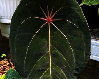 Anthurium Red Spider – Seltene Anthurium-Kollektion
