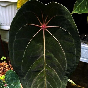 Anthurium Red Spider - Rare Anthurium Collection - Premium Anthurium - Rare House Plant - Forgetii Red Spider