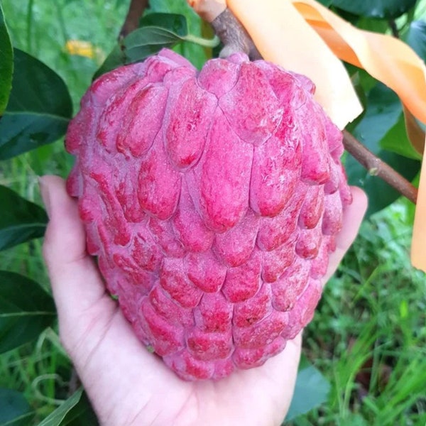 Thailändischer Zuckerapfel Sitafal Live Fruit Plant - Seltener roter Puddingapfel | Annona squamosa